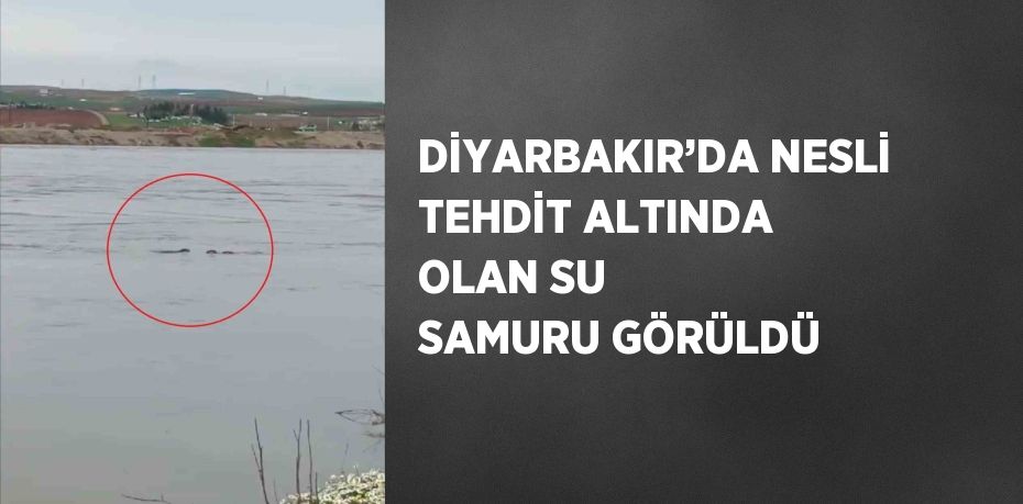 DİYARBAKIR’DA NESLİ TEHDİT ALTINDA OLAN SU SAMURU GÖRÜLDÜ