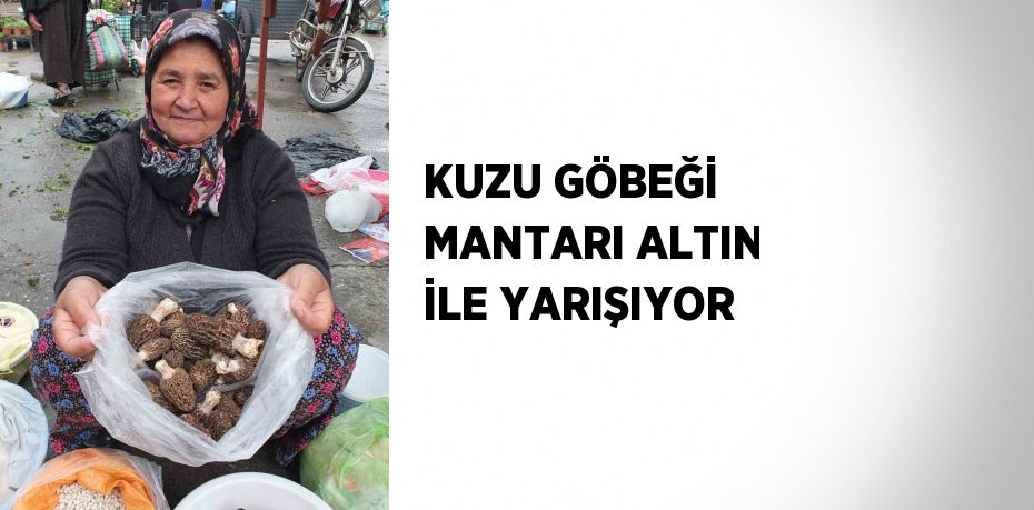 KUZU GÖBEĞİ MANTARI ALTIN İLE YARIŞIYOR