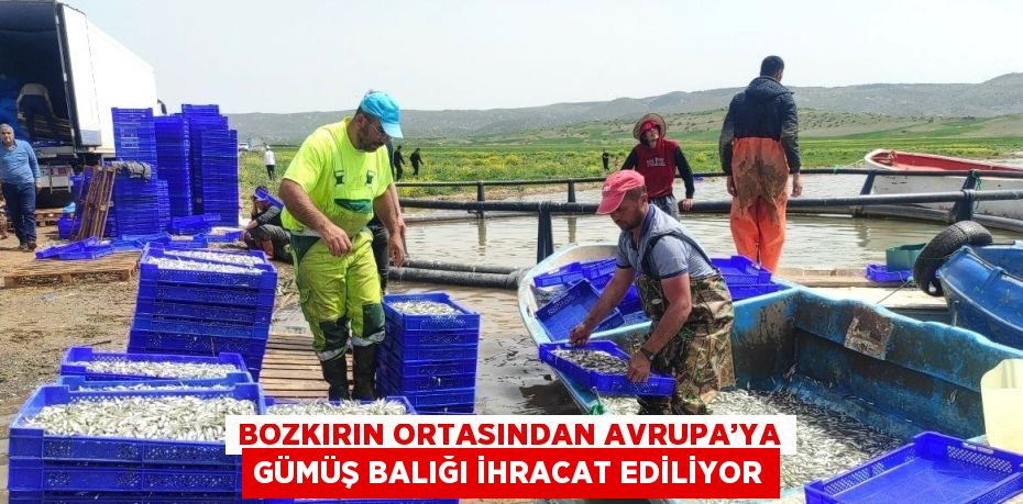 BOZKIRIN ORTASINDAN AVRUPA’YA GÜMÜŞ BALIĞI İHRACAT EDİLİYOR