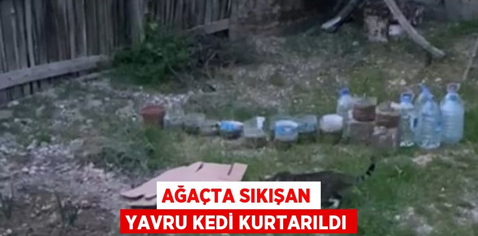 AĞAÇTA SIKIŞAN YAVRU KEDİ KURTARILDI