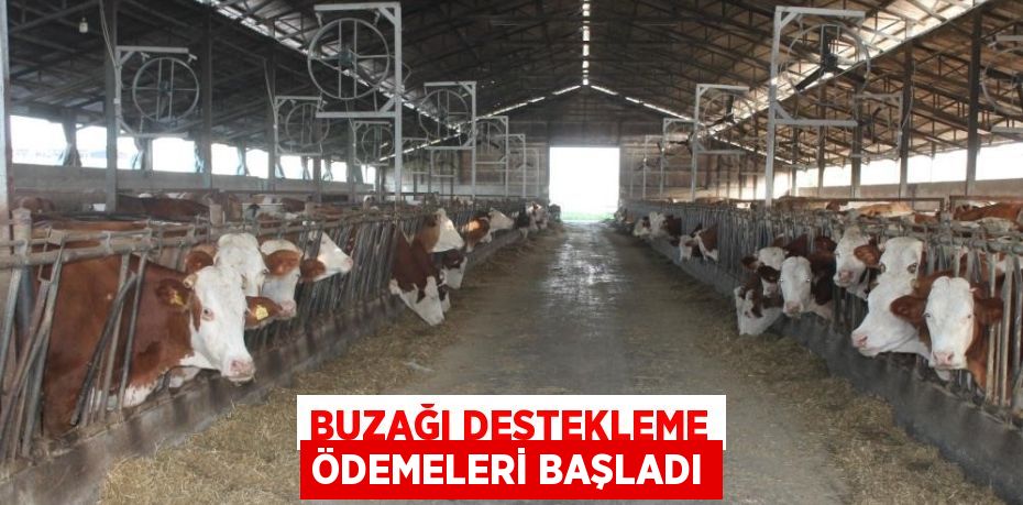 BUZAĞI DESTEKLEME ÖDEMELERİ BAŞLADI