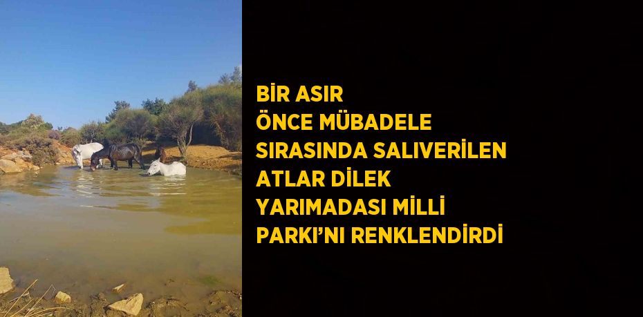 BİR ASIR ÖNCE MÜBADELE SIRASINDA SALIVERİLEN ATLAR DİLEK YARIMADASI MİLLİ PARKI’NI RENKLENDİRDİ