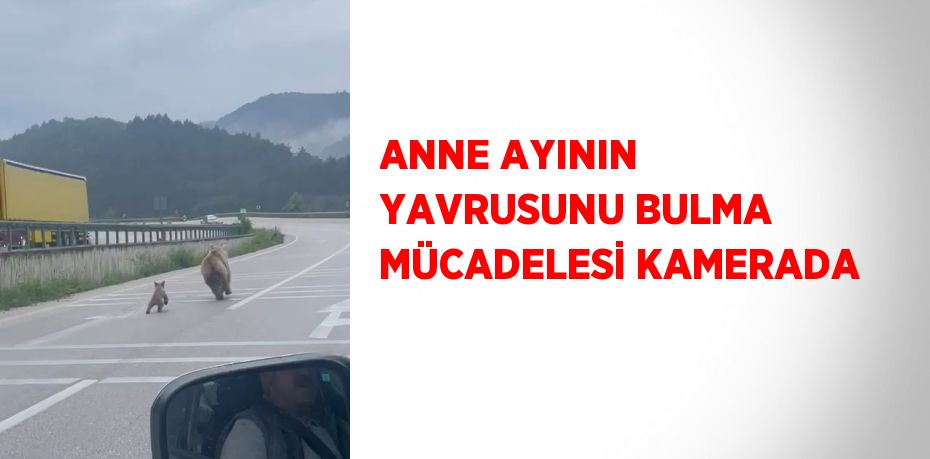 ANNE AYININ YAVRUSUNU BULMA MÜCADELESİ KAMERADA