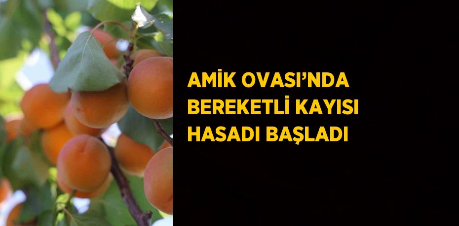 AMİK OVASI’NDA BEREKETLİ KAYISI HASADI BAŞLADI