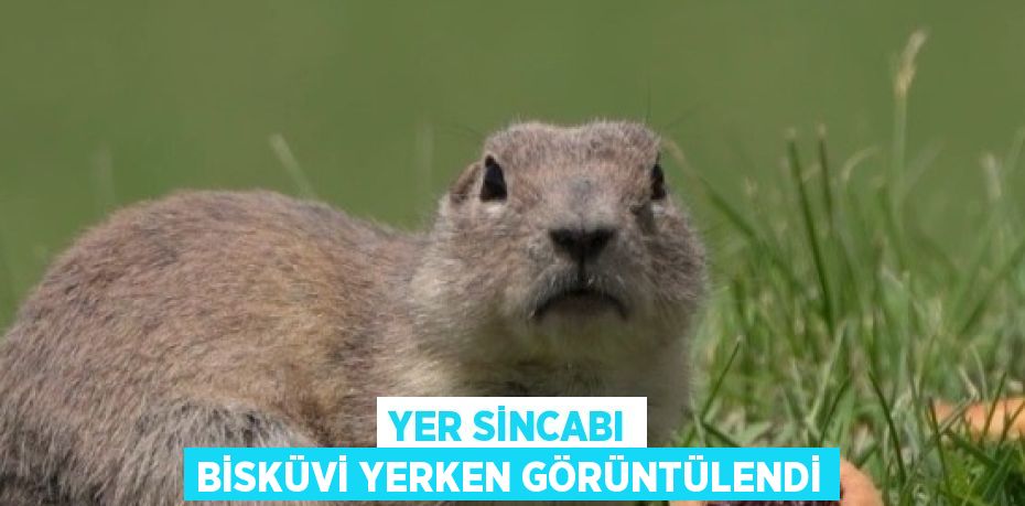 YER SİNCABI BİSKÜVİ YERKEN GÖRÜNTÜLENDİ