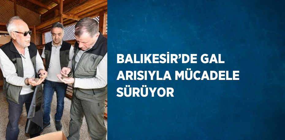 BALIKESİR’DE GAL ARISIYLA MÜCADELE SÜRÜYOR