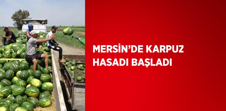 MERSİN’DE KARPUZ HASADI BAŞLADI