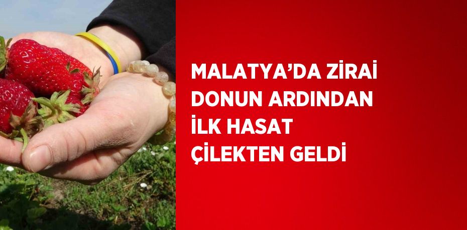 MALATYA’DA ZİRAİ DONUN ARDINDAN İLK HASAT ÇİLEKTEN GELDİ