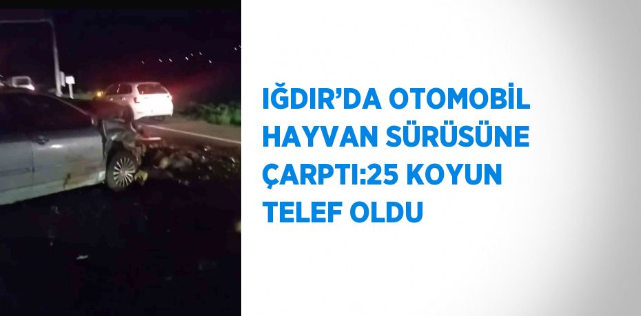 IĞDIR’DA OTOMOBİL HAYVAN SÜRÜSÜNE ÇARPTI:25 KOYUN TELEF OLDU