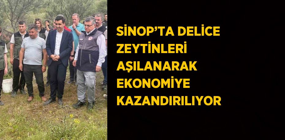 SİNOP’TA DELİCE ZEYTİNLERİ AŞILANARAK EKONOMİYE KAZANDIRILIYOR