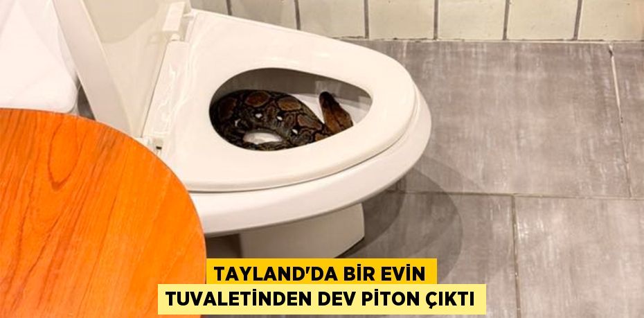 Tayland'da bir evin tuvaletinden dev piton çıktı