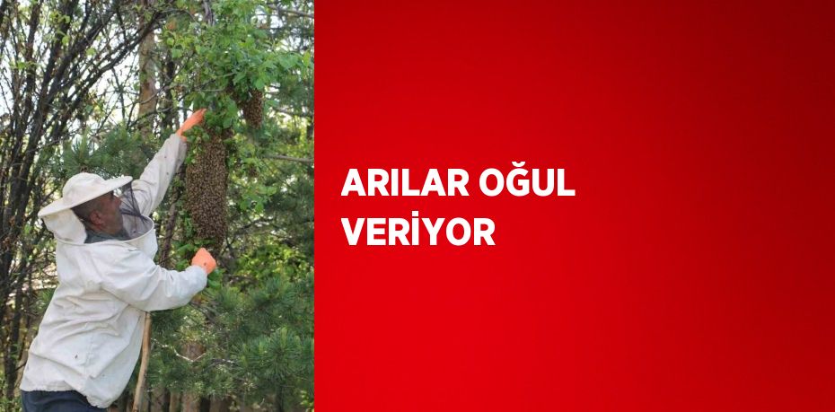 ARILAR OĞUL VERİYOR