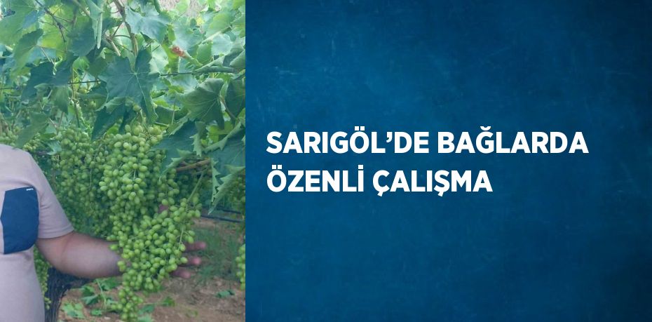 SARIGÖL’DE BAĞLARDA ÖZENLİ ÇALIŞMA