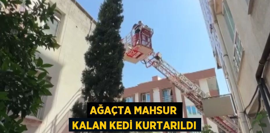 AĞAÇTA MAHSUR KALAN KEDİ KURTARILDI