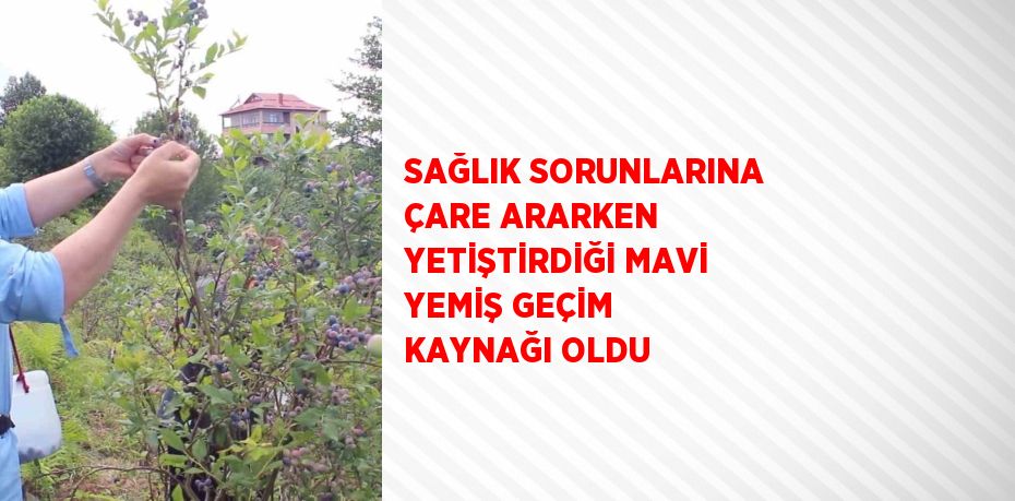 SAĞLIK SORUNLARINA ÇARE ARARKEN YETİŞTİRDİĞİ MAVİ YEMİŞ GEÇİM KAYNAĞI OLDU