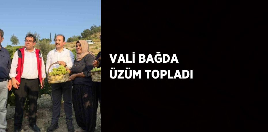 VALİ BAĞDA ÜZÜM TOPLADI