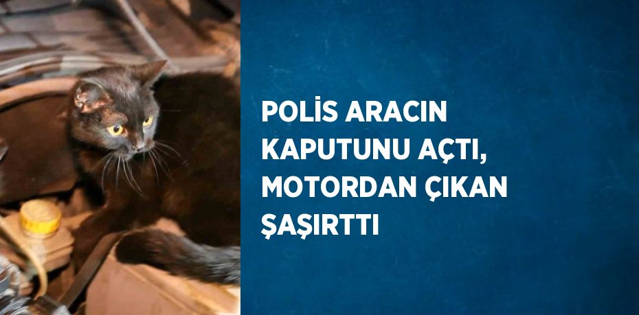 POLİS ARACIN KAPUTUNU AÇTI, MOTORDAN ÇIKAN ŞAŞIRTTI
