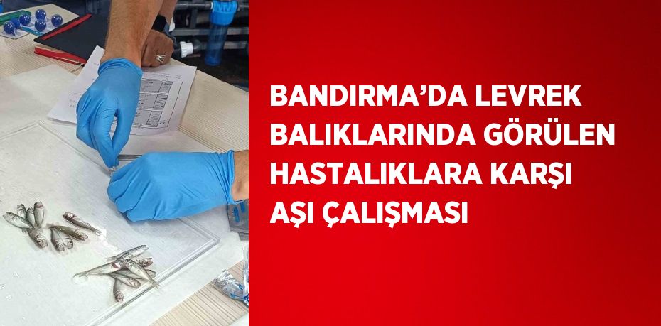 BANDIRMA’DA LEVREK BALIKLARINDA GÖRÜLEN HASTALIKLARA KARŞI AŞI ÇALIŞMASI