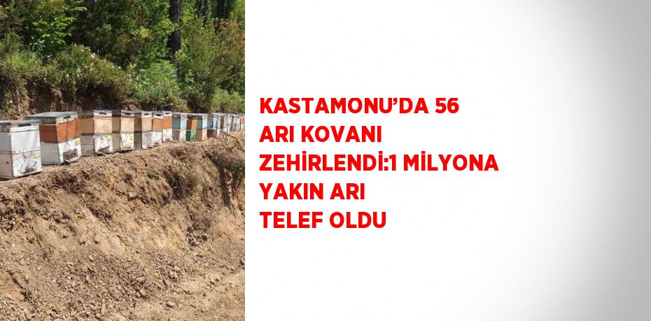 KASTAMONU’DA 56 ARI KOVANI ZEHİRLENDİ:1 MİLYONA YAKIN ARI TELEF OLDU