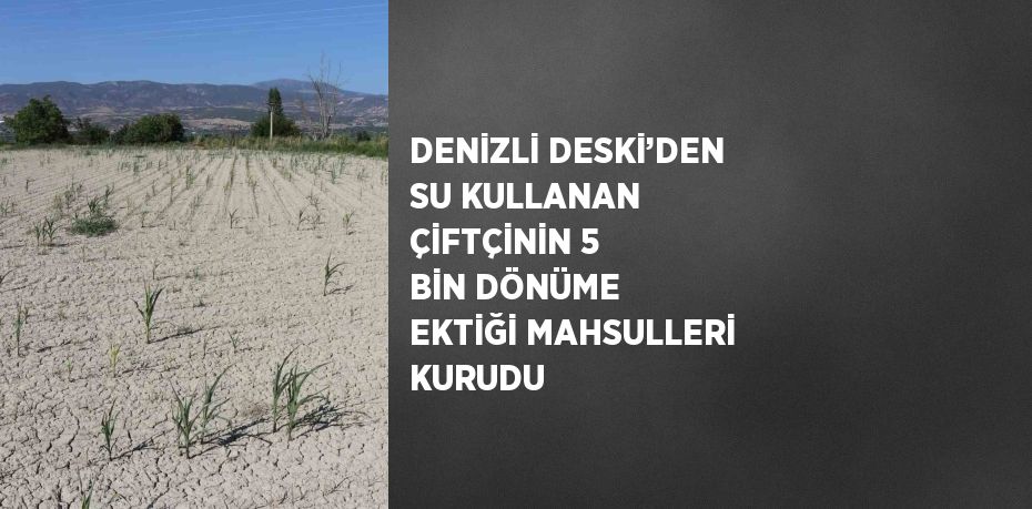 DENİZLİ DESKİ’DEN SU KULLANAN ÇİFTÇİNİN 5 BİN DÖNÜME EKTİĞİ MAHSULLERİ KURUDU