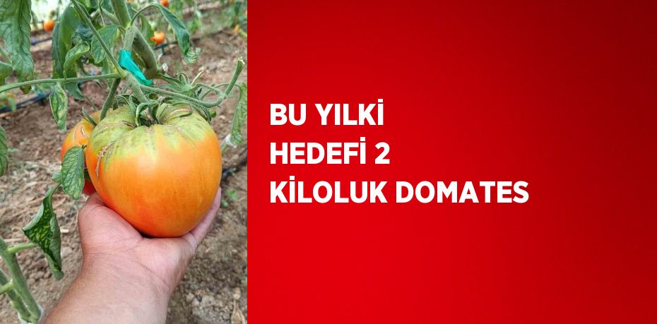 BU YILKİ HEDEFİ 2 KİLOLUK DOMATES