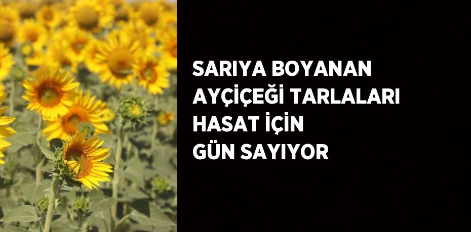 SARIYA BOYANAN AYÇİÇEĞİ TARLALARI HASAT İÇİN GÜN SAYIYOR