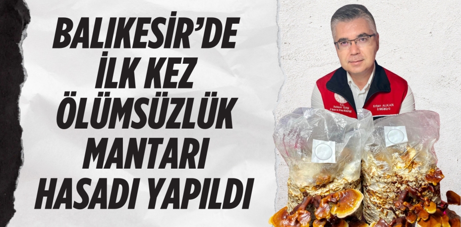 BALIKESİR’DE İLK KEZ ÖLÜMSÜZLÜK MANTARI HASADI YAPILDI