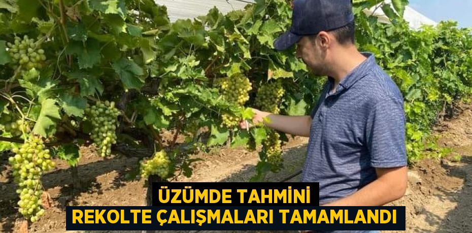 ÜZÜMDE TAHMİNİ REKOLTE ÇALIŞMALARI TAMAMLANDI