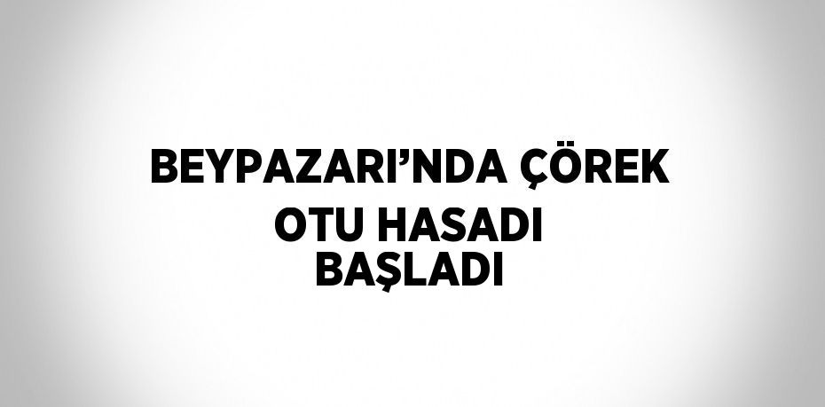 BEYPAZARI’NDA ÇÖREK OTU HASADI BAŞLADI