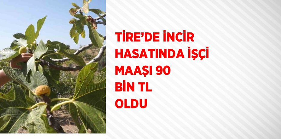 TİRE’DE İNCİR HASATINDA İŞÇİ MAAŞI 90 BİN TL OLDU