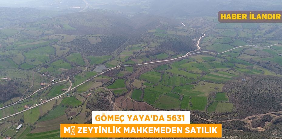 Gömeç Yaya'da 5631 m² zeytinlik mahkemeden satılık