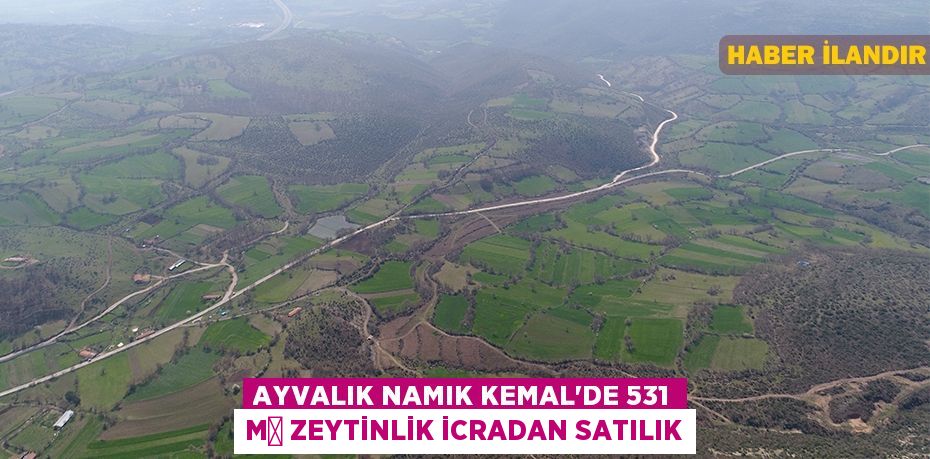 Ayvalık Namık Kemal'de 531 m² zeytinlik icradan satılık