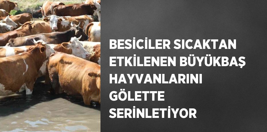 BESİCİLER SICAKTAN ETKİLENEN BÜYÜKBAŞ HAYVANLARINI GÖLETTE SERİNLETİYOR