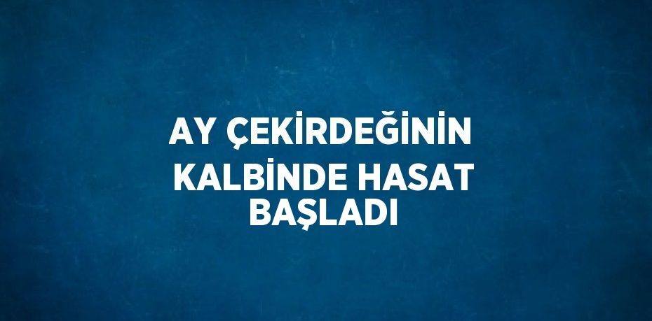 AY ÇEKİRDEĞİNİN KALBİNDE HASAT BAŞLADI