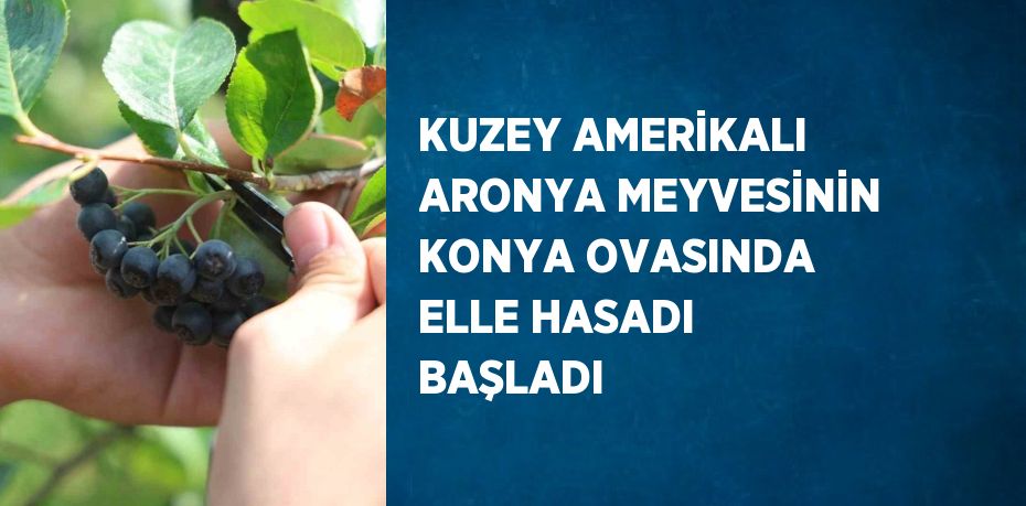 KUZEY AMERİKALI ARONYA MEYVESİNİN KONYA OVASINDA ELLE HASADI BAŞLADI