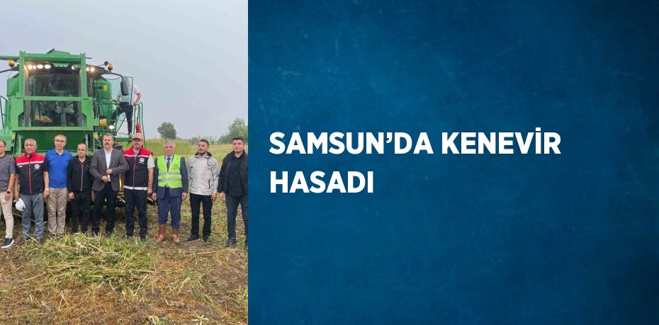 SAMSUN’DA KENEVİR HASADI