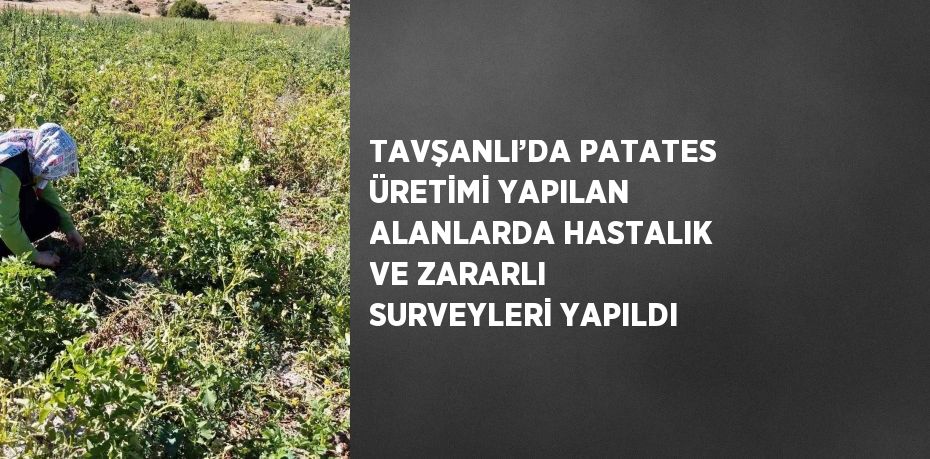 TAVŞANLI’DA PATATES ÜRETİMİ YAPILAN ALANLARDA HASTALIK VE ZARARLI SURVEYLERİ YAPILDI