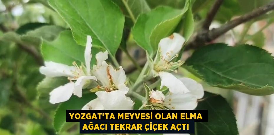 YOZGAT’TA MEYVESİ OLAN ELMA AĞACI TEKRAR ÇİÇEK AÇTI