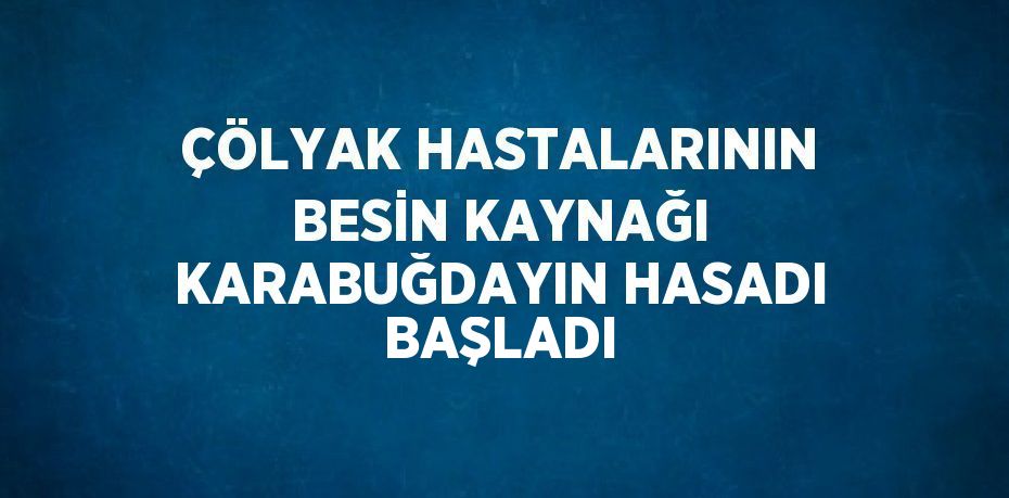 ÇÖLYAK HASTALARININ BESİN KAYNAĞI KARABUĞDAYIN HASADI BAŞLADI