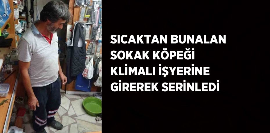 SICAKTAN BUNALAN SOKAK KÖPEĞİ KLİMALI İŞYERİNE GİREREK SERİNLEDİ