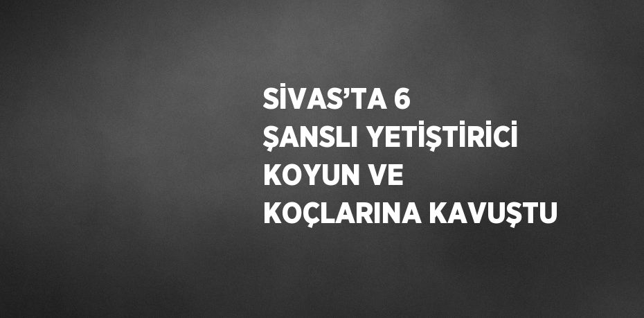 SİVAS’TA 6 ŞANSLI YETİŞTİRİCİ KOYUN VE KOÇLARINA KAVUŞTU