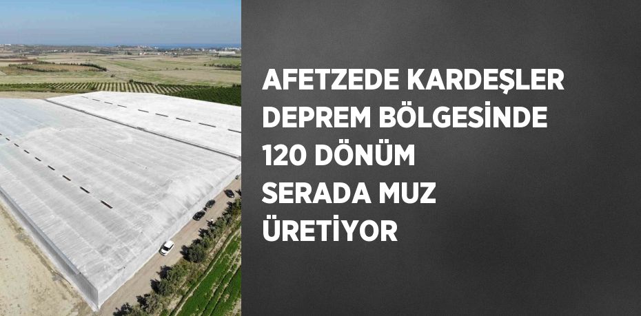 AFETZEDE KARDEŞLER DEPREM BÖLGESİNDE 120 DÖNÜM SERADA MUZ ÜRETİYOR