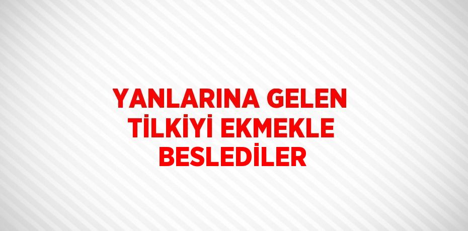 YANLARINA GELEN TİLKİYİ EKMEKLE BESLEDİLER