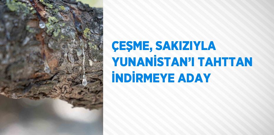 ÇEŞME, SAKIZIYLA YUNANİSTAN’I TAHTTAN İNDİRMEYE ADAY