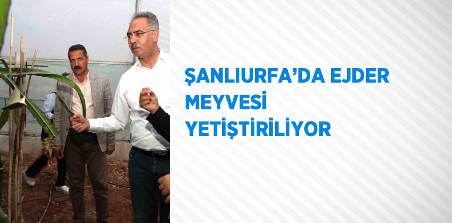 ŞANLIURFA’DA EJDER MEYVESİ YETİŞTİRİLİYOR