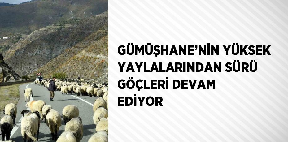 GÜMÜŞHANE’NİN YÜKSEK YAYLALARINDAN SÜRÜ GÖÇLERİ DEVAM EDİYOR