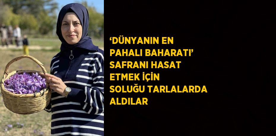 ‘DÜNYANIN EN PAHALI BAHARATI’ SAFRANI HASAT ETMEK İÇİN SOLUĞU TARLALARDA ALDILAR