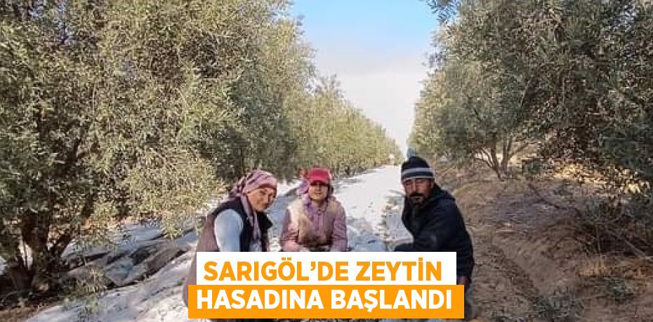 SARIGÖL’DE ZEYTİN HASADINA BAŞLANDI