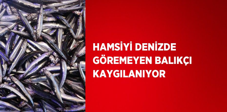 HAMSİYİ DENİZDE GÖREMEYEN BALIKÇI KAYGILANIYOR