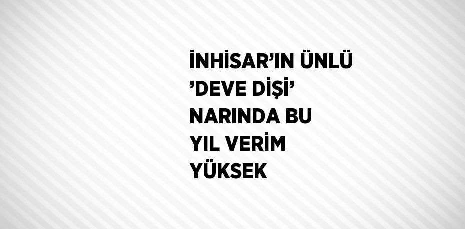 İNHİSAR’IN ÜNLÜ ’DEVE DİŞİ’ NARINDA BU YIL VERİM YÜKSEK